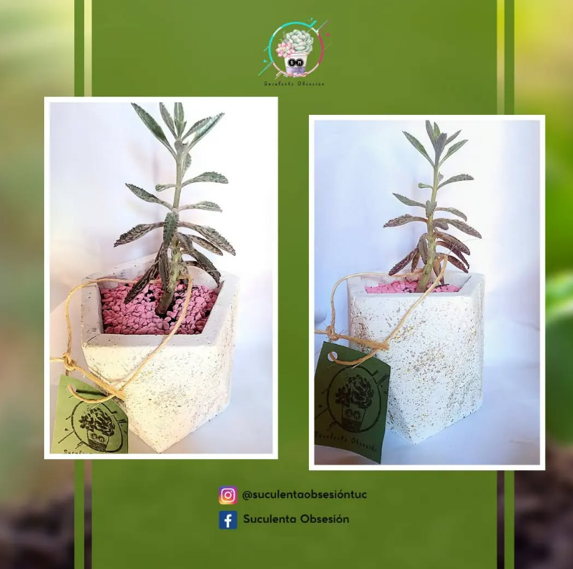 Imagen de PLANTAS