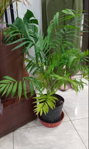 Imagen de PLANTAS