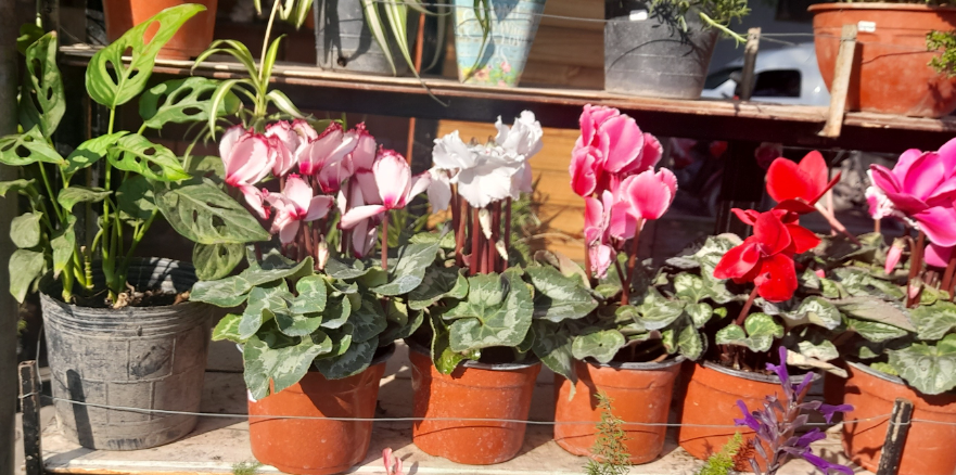 Imagen de PLANTAS