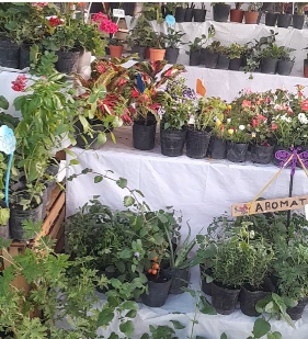 PLANTAS