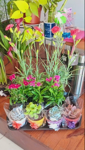 PLANTAS