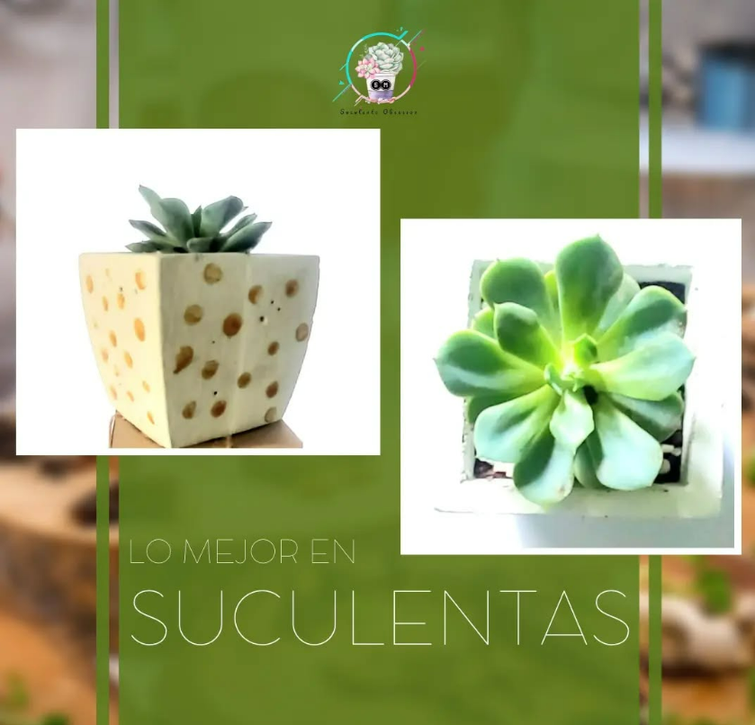 Imagen de PLANTAS