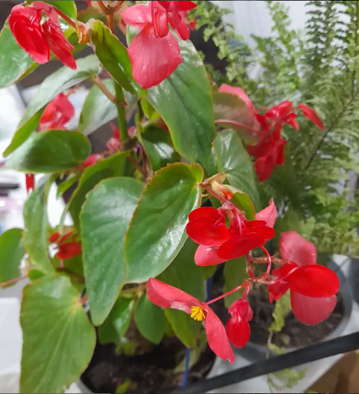 Imagen de PLANTAS