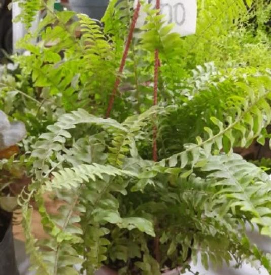 Imagen de PLANTAS