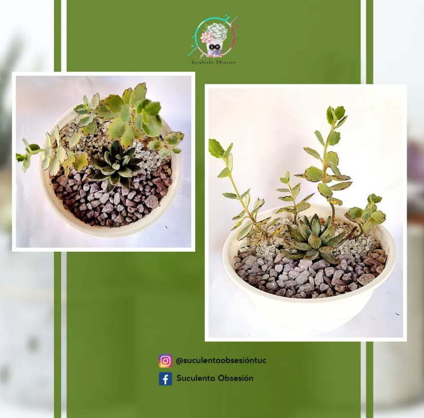Imagen de PLANTAS