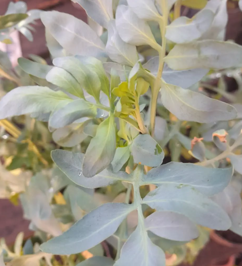 Imagen de PLANTAS