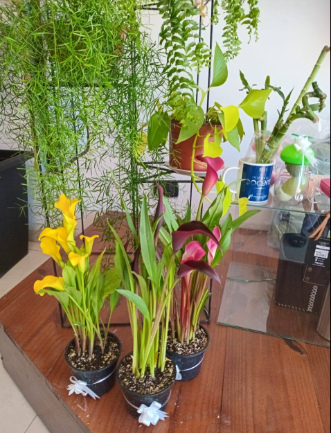 Imagen de PLANTAS