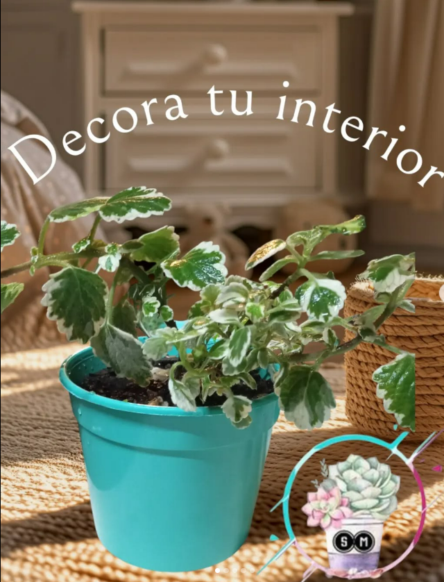 Imagen de PLANTAS
